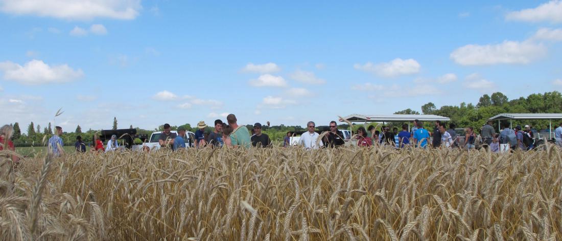 People at a field day walk through oat field.