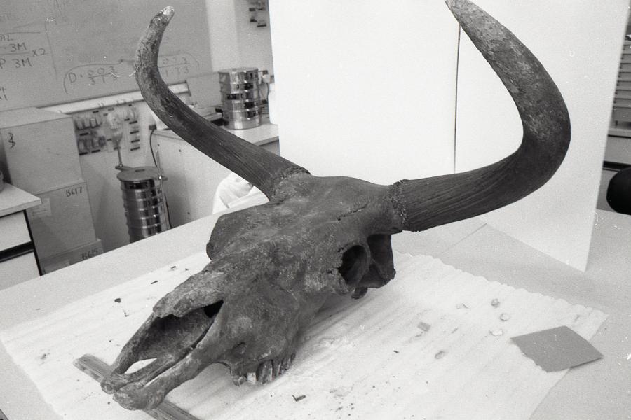 Black and white photo of skull with long horns.
