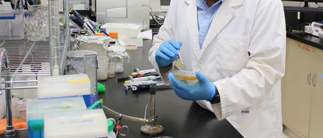 A person in a lab swabs a petri dish