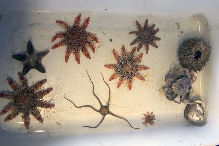 marine organisms collected in Hudson Bay.