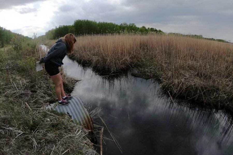 a researcher standing on a culvert looks down on a stream.