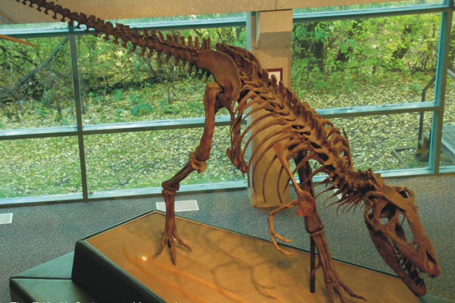 Gorgosaurus fossil at cretaceous menagerie.
