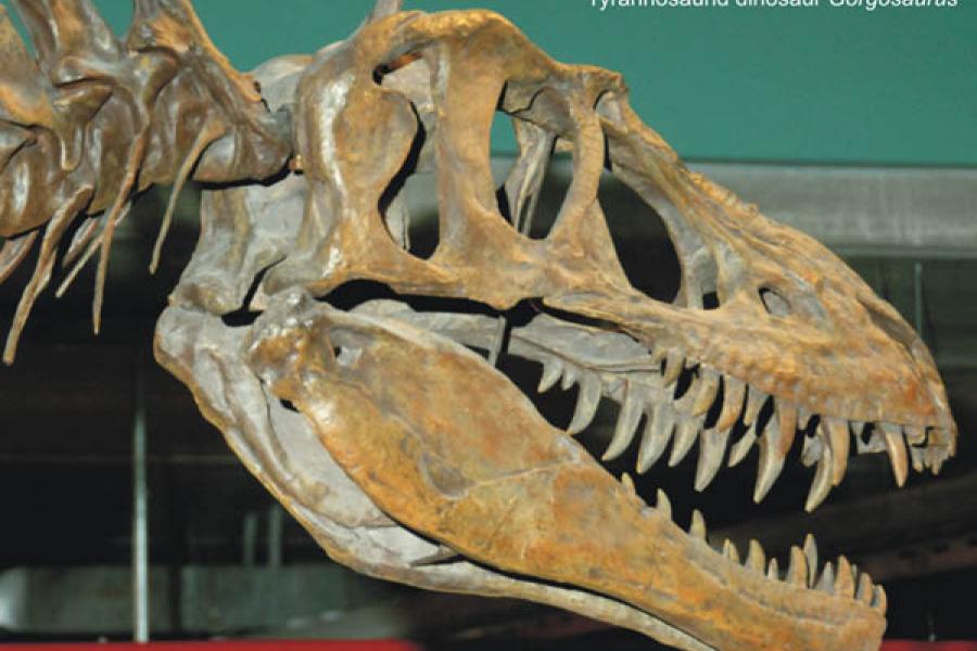 Dinosaur head fossil at cretaceous museum.