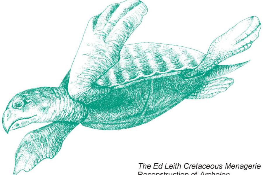 Artist reconstruction of archelon sea turtle.