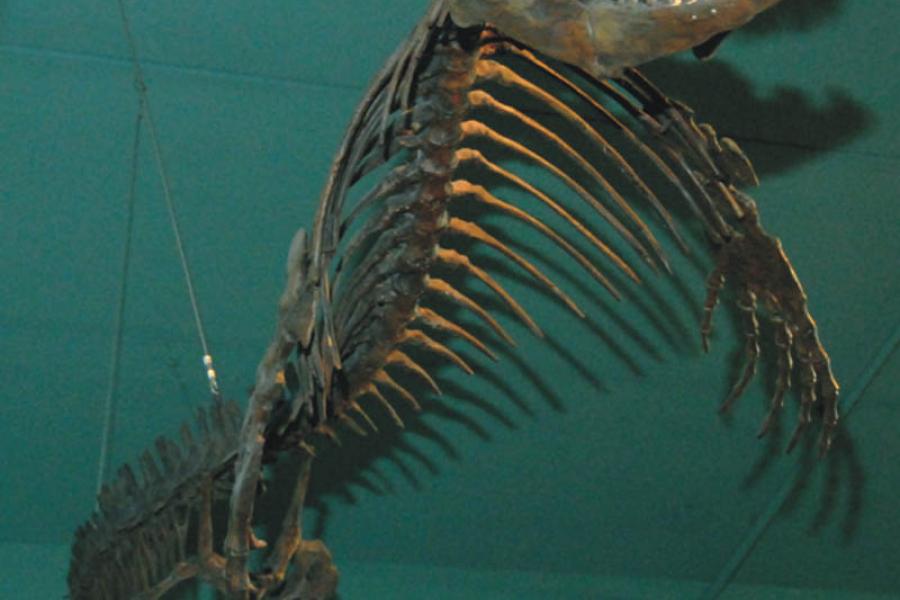 Fossil exhibit at the cretaceous museum.