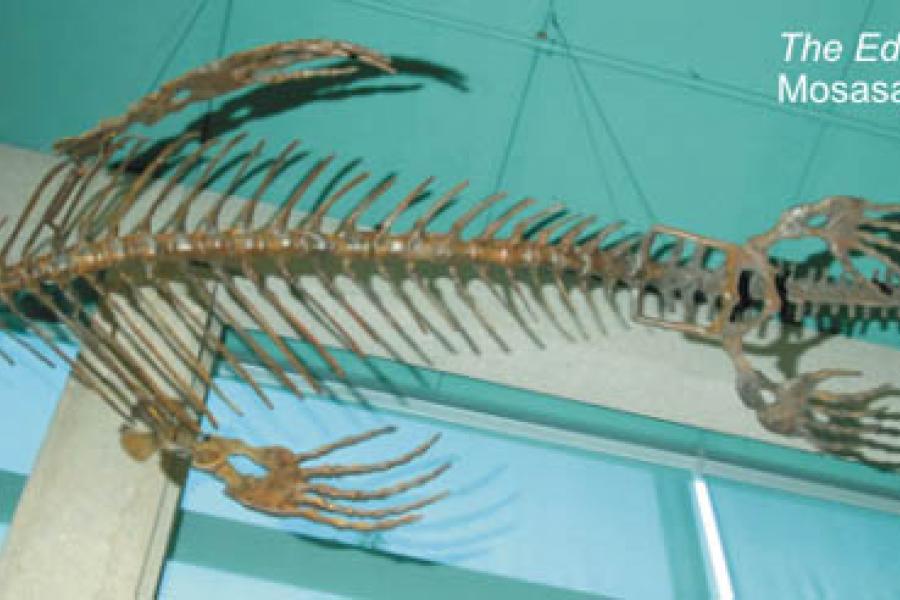 Platecarpus fossil exhibit at ed leith cretaceous menagerie.