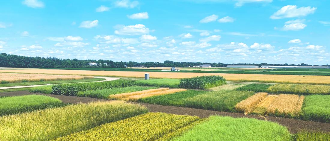 Landscape image of crops in a field.