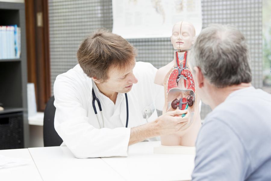 Physician reviews anatomy with a medical model.