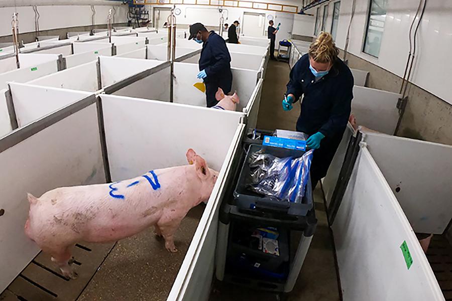 People in swine barn doing research