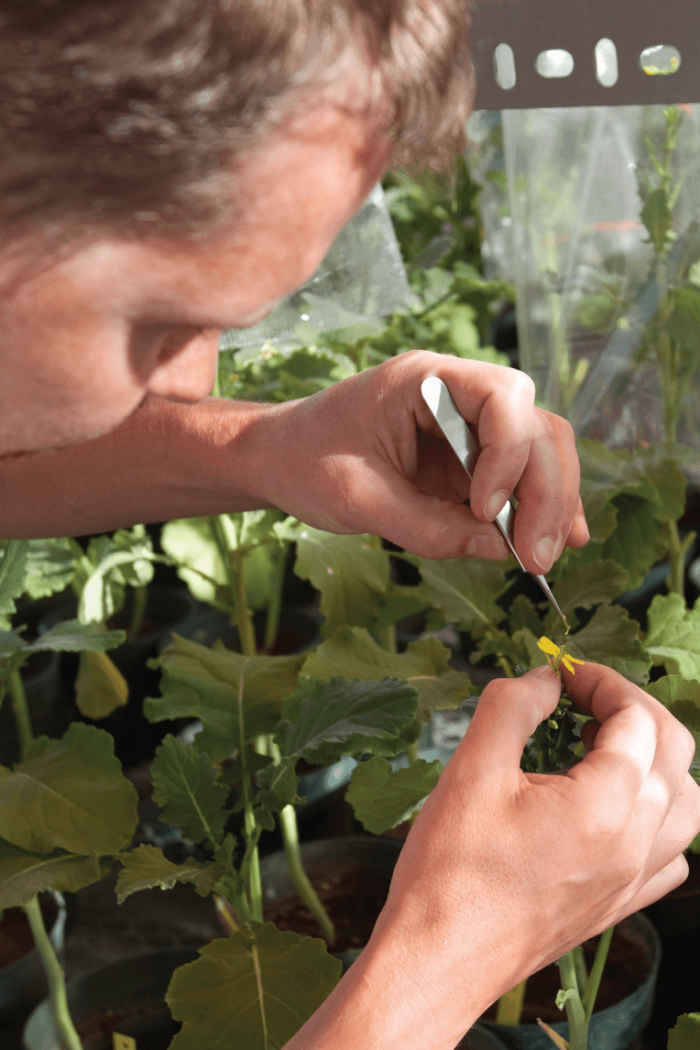 A student carefully inspects a canola plant inside a greenhouse.