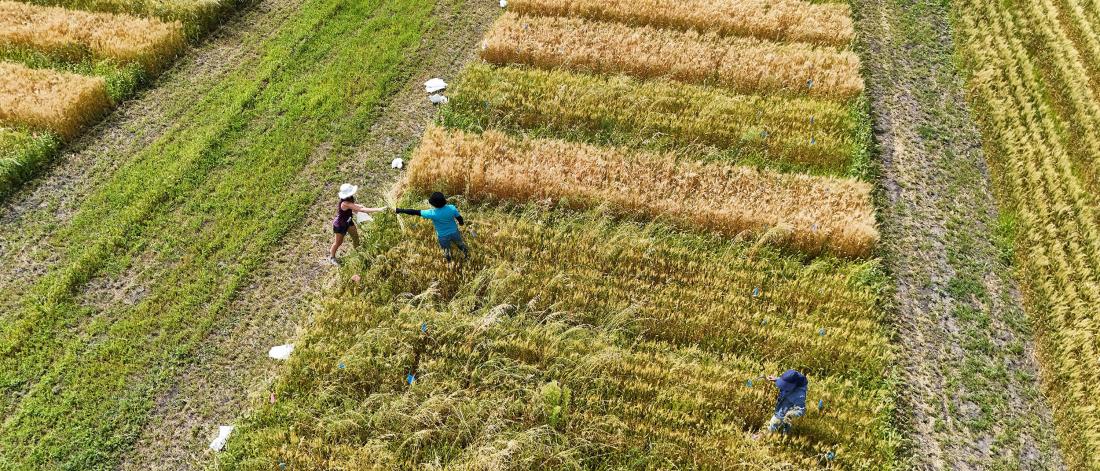 Researchers in a field work with the plants