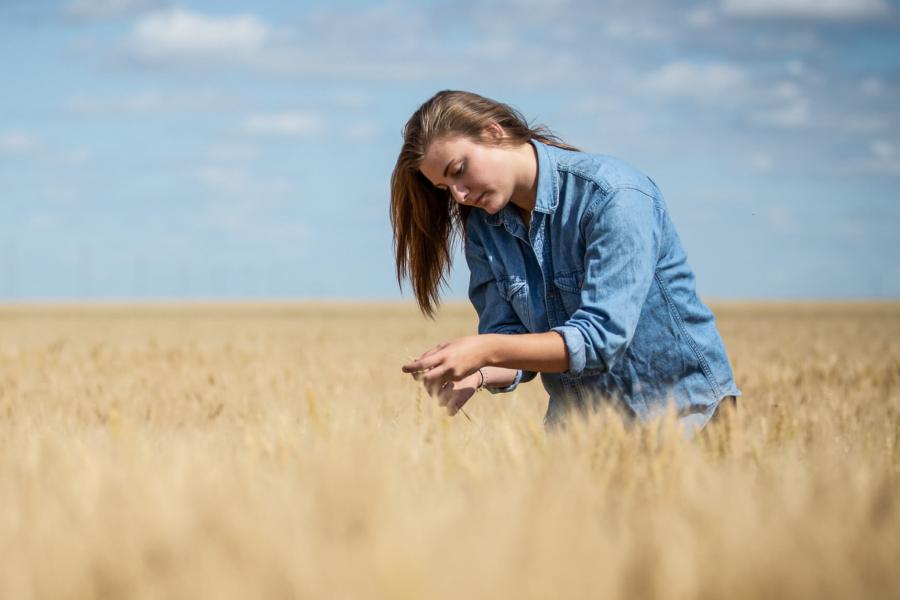 A picturesque view of a wheat field with a student standing in the middle taking a close look at the wheat stalks.