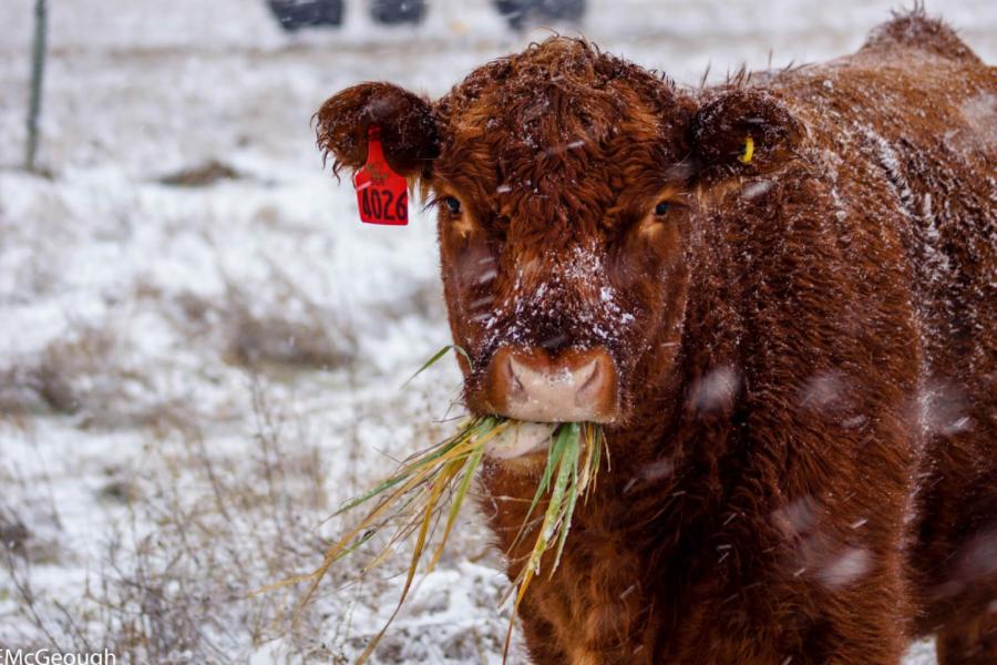 A cow standing in a field eating some grass.