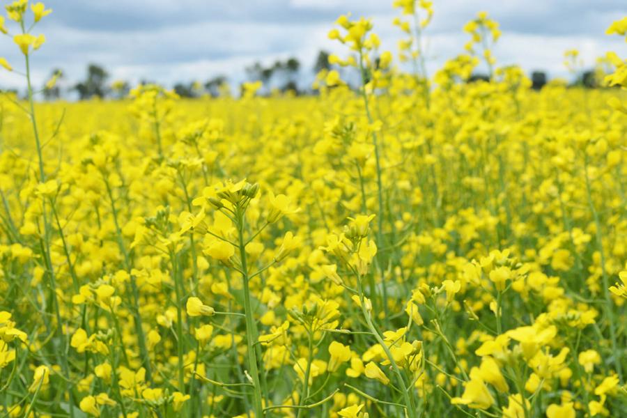 A field of blooming canola.