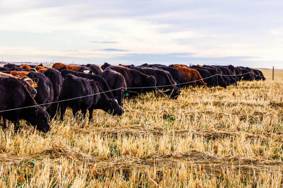 Cattle grazing in a field.