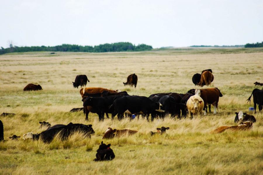 Cattle in a field.