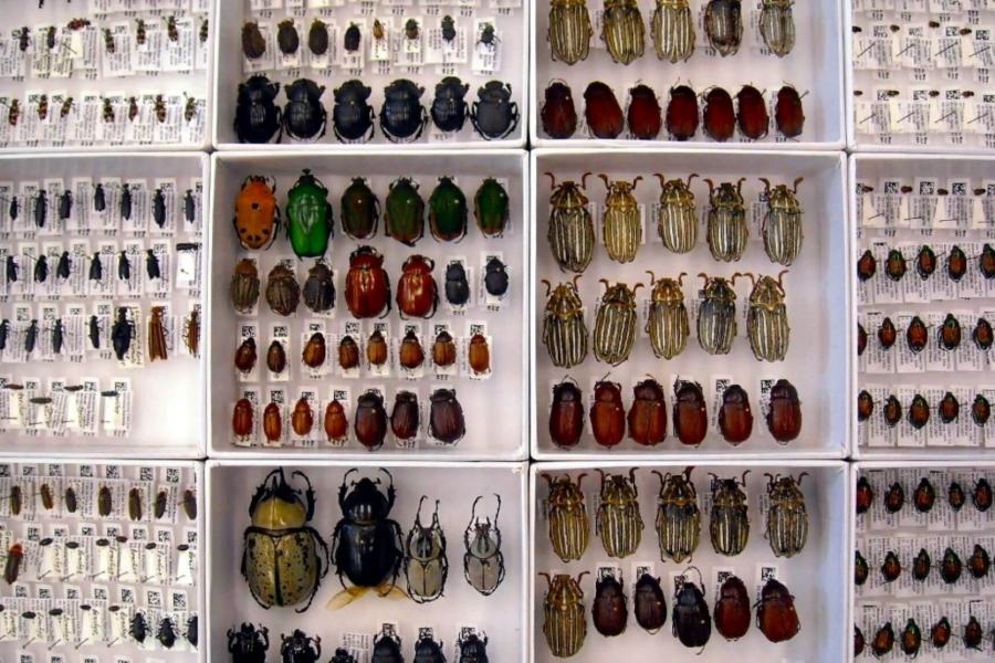 Assorted insects in a display case.