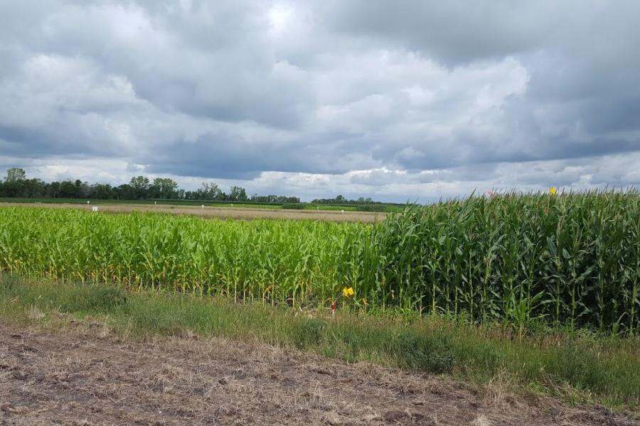 Corn crop with poor growth beside corn that is growing well