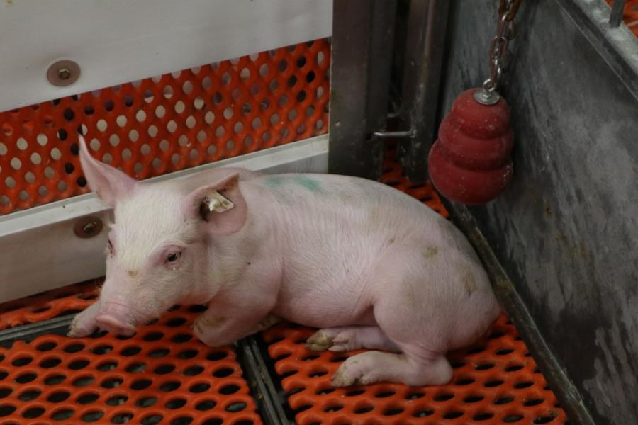 A piglet in a pen at the T.K. Cheung Centre for Animal Research