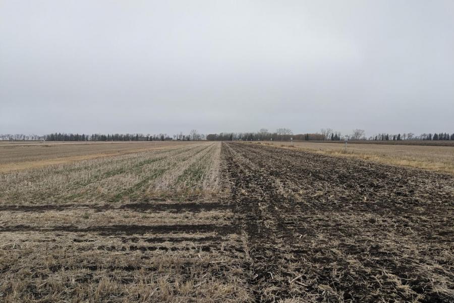 Harvested plots where the right half has been tilled and the left side has not.