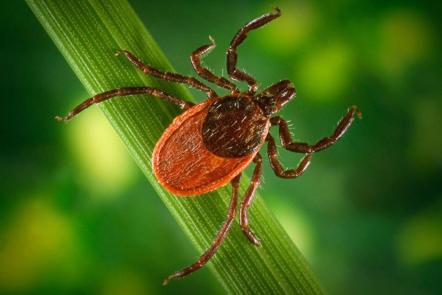 Black legged tick