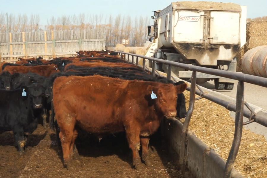 MAKE cattle feeding