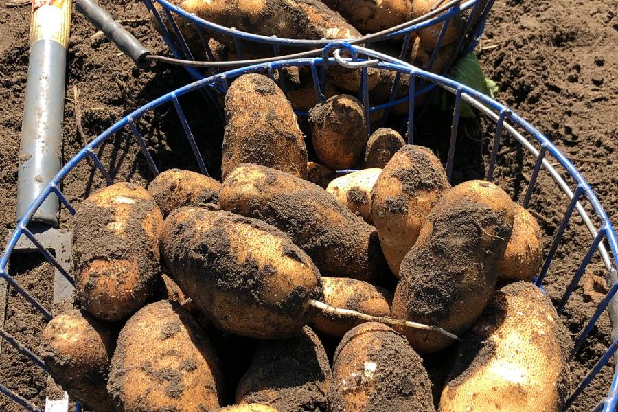 Potatoes covered in soil sit in wire baskets.