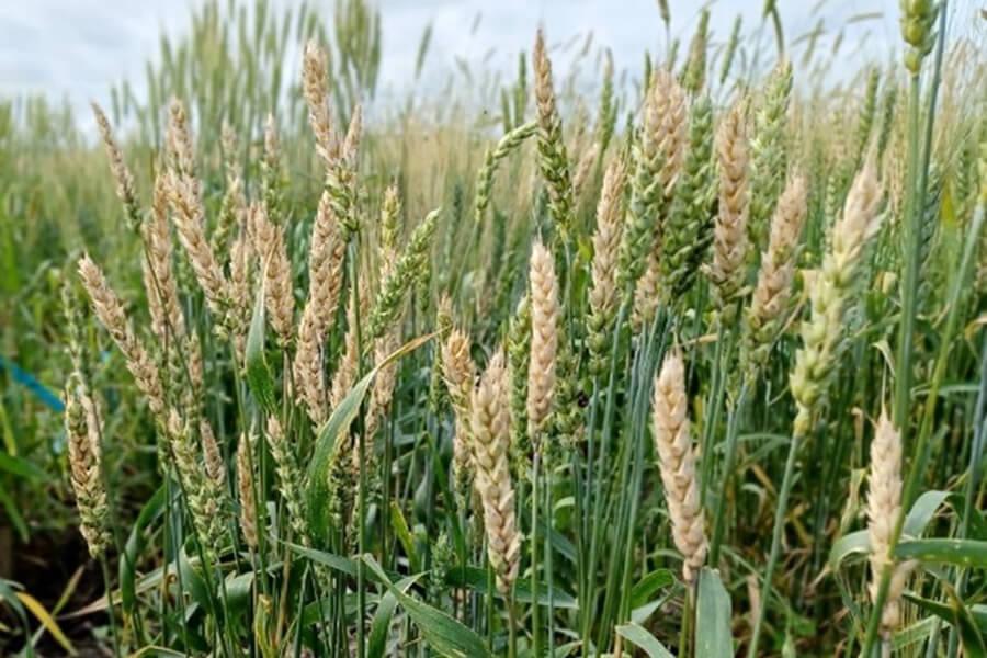 Wheat in a field