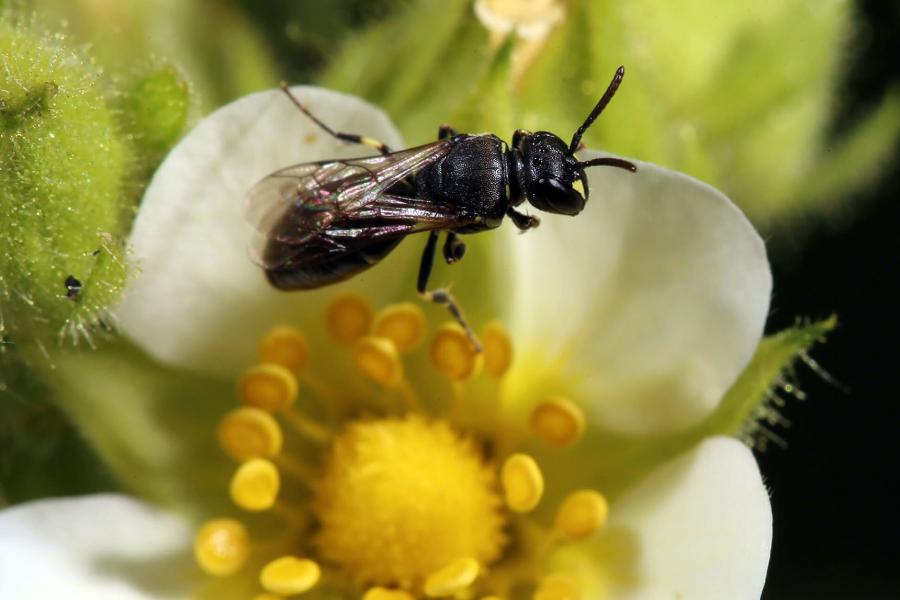 Wild bee on flower