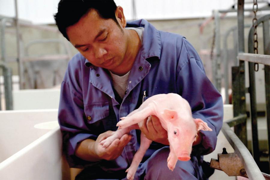 A technician holds a young piglet