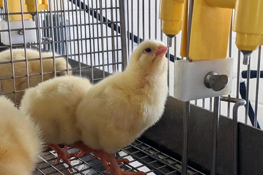 Baby chick drinks from a water tube