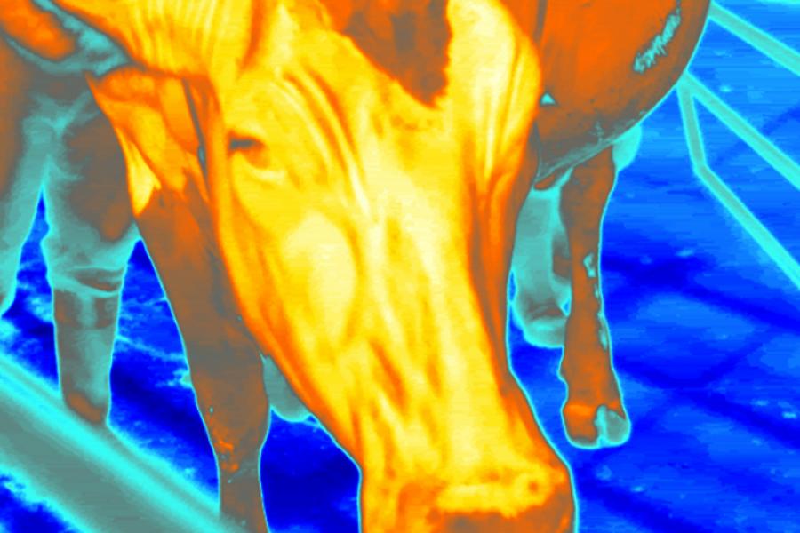 Reverse colour view of a cow's head