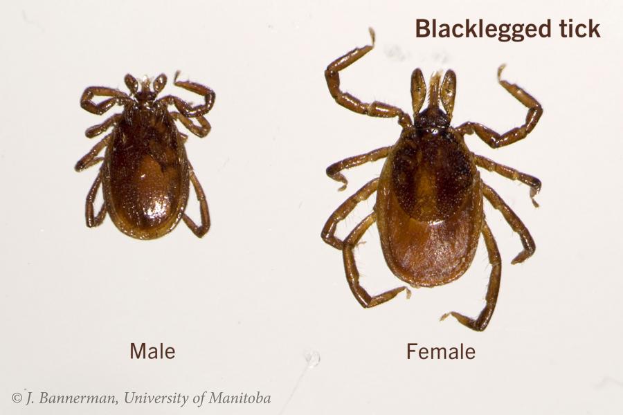 Blacklegged tick