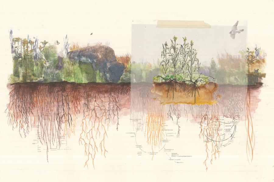 Initial explorations into biomimetic design principles in a prairie ecosystem based on Janine Benyus’ Biomimicry: Innovation Inspired by Nature. How can design begin to engage with ecosystem thinking?