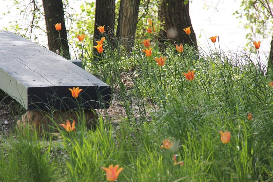 a gardent with green plants and orange flowers