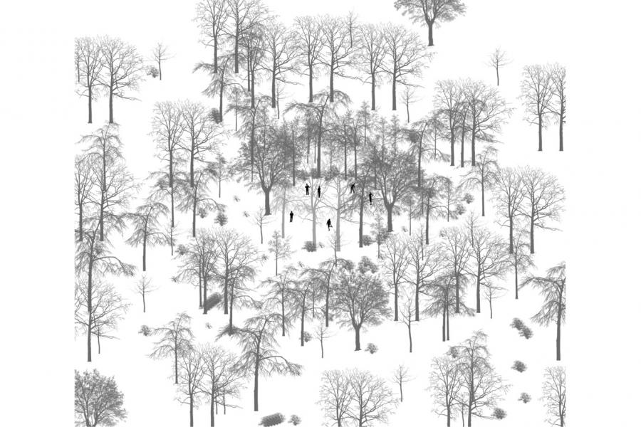 drawing of trees