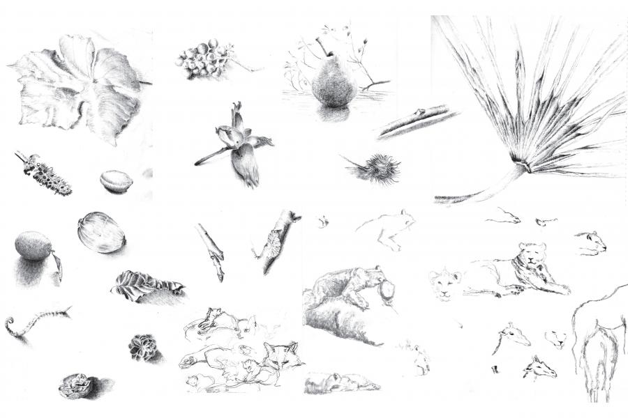 Field Studies_Drawing helps me to acquire a deeper understanding of living beings