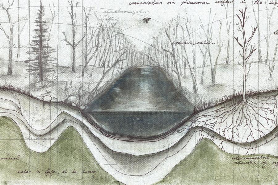 Section drawing of root system.