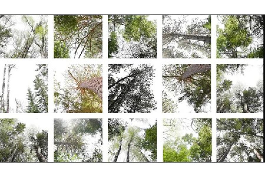 collage of images of trees viewed from the ground