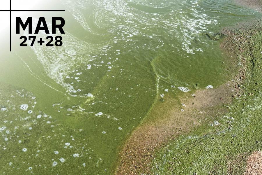 View of foamy water filled with green algae and sandy beach.