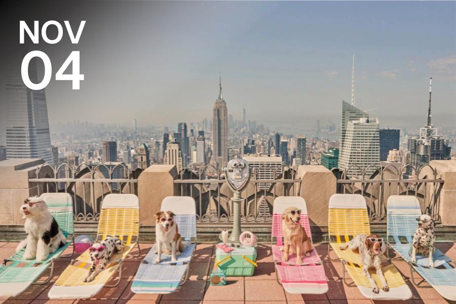 Dogs lounging on colorful sunbeds on a rooftop with a city skyline, including notable skyscrapers, in the background. A playful and relaxed atmosphere.