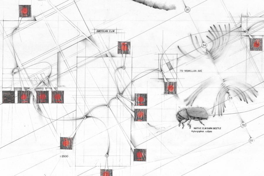 Abstract sketch of geometric lines and grids depicting the American Elm and Native Elm Bark Beetle, with bold red squares and dynamic motion.