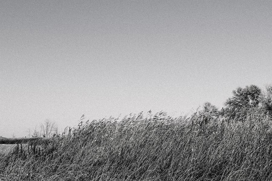 Black and white photo of tall reeds swaying by a calm water edge, set against a vast, clear sky. The scene conveys tranquility and openness.