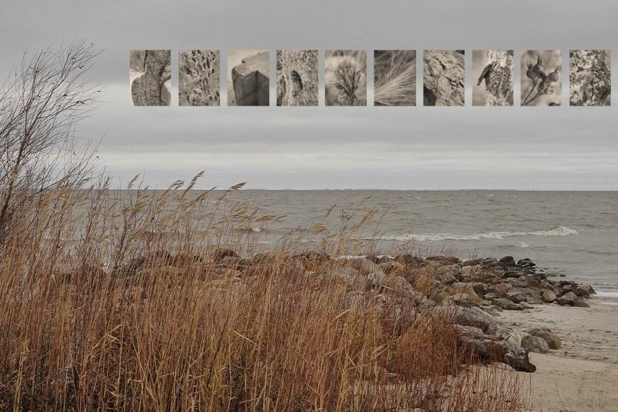 Coastal scene with tall, swaying grasses on an overcast day. Inset atop are grayscale close-ups: bark, wood, and seeds, adding texture and contrast.