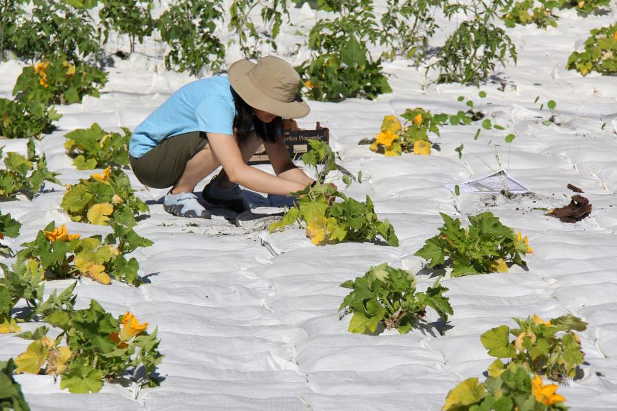 Instant garden
