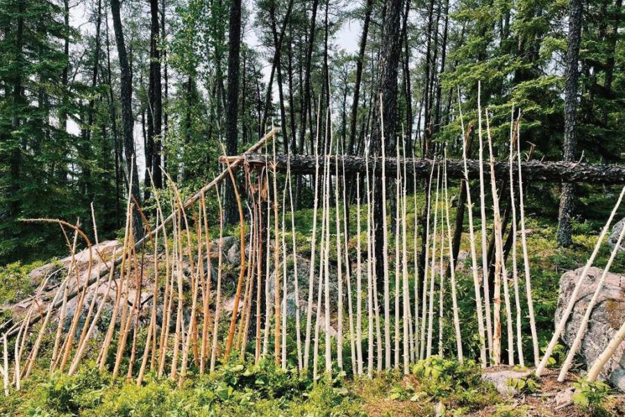 standing sticks in the forest