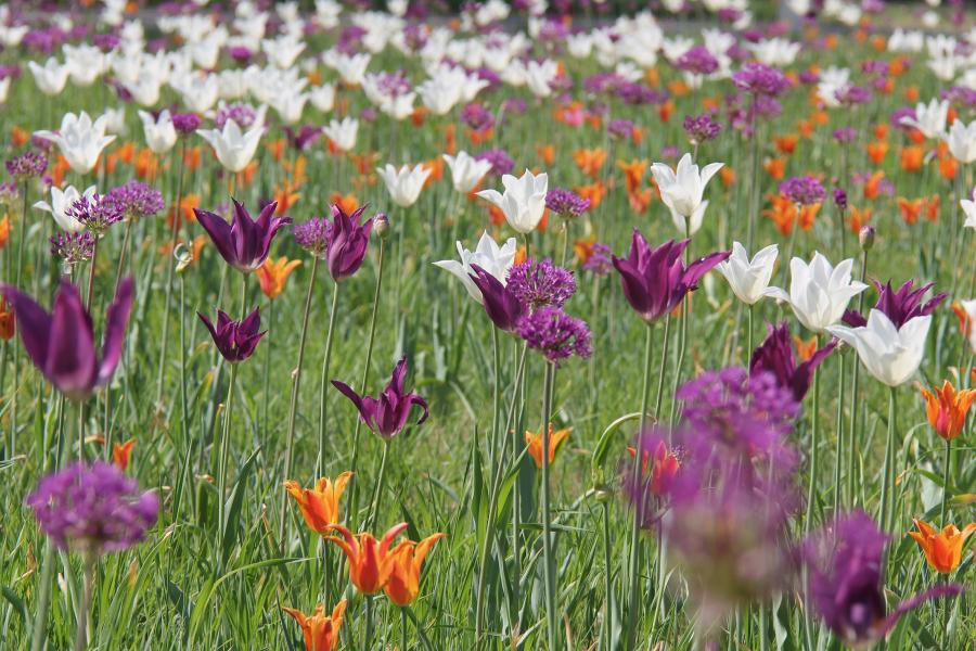 A vibrant wildflower meadow filled with purple, white, orange, and pink tulips and blooms, creating a lush, colorful, joyful spring scene.