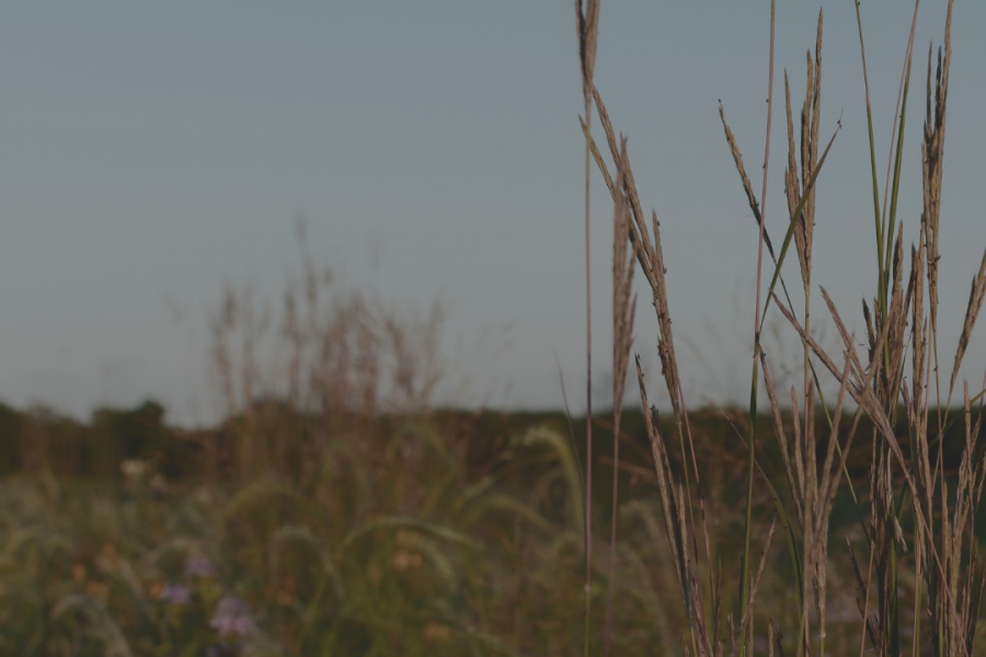 Close-up of tall grasses in a natural field under a clear sky.