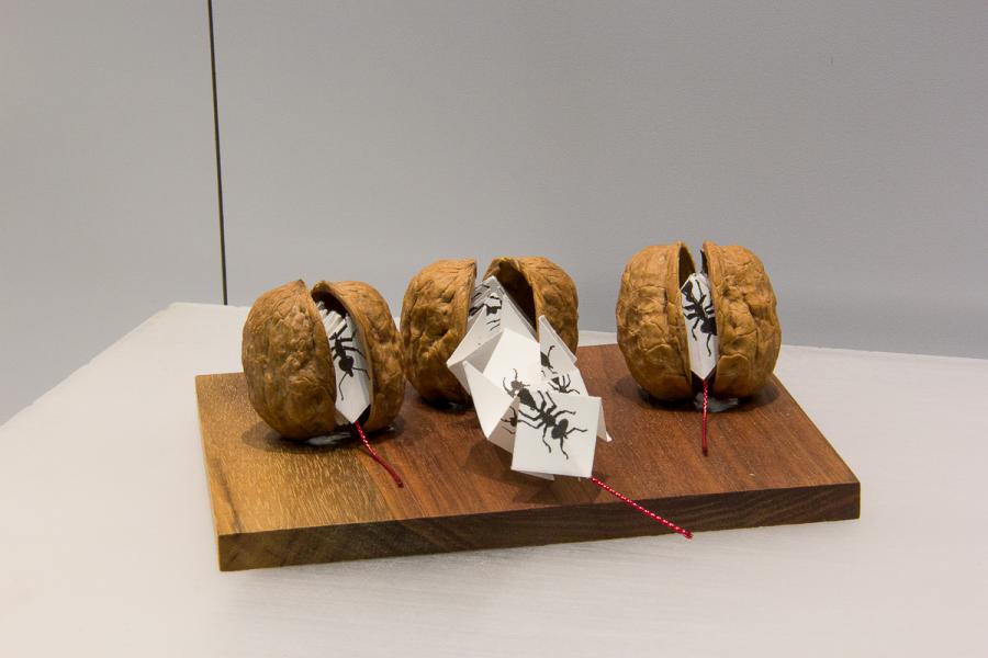 An artwork featuring halved walnut shells, each containing an unfolding paper booklet with black ant illustrations, displayed on a wooden base.