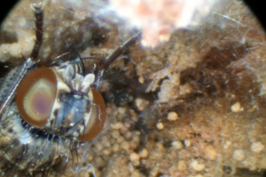 A magnified view of a fly’s head with large compound eyes, surrounded by soil particles and organic matter.